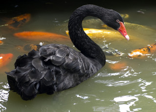 Картинка животные лебеди черный пруд шея
