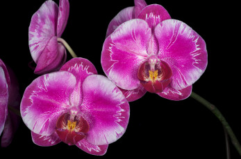 Картинка цветы орхидеи пестрый розовый
