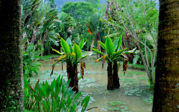 Картинка природа тропики лес болото деревья