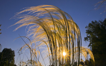 Картинка природа восходы закаты лучи трава закат солнце