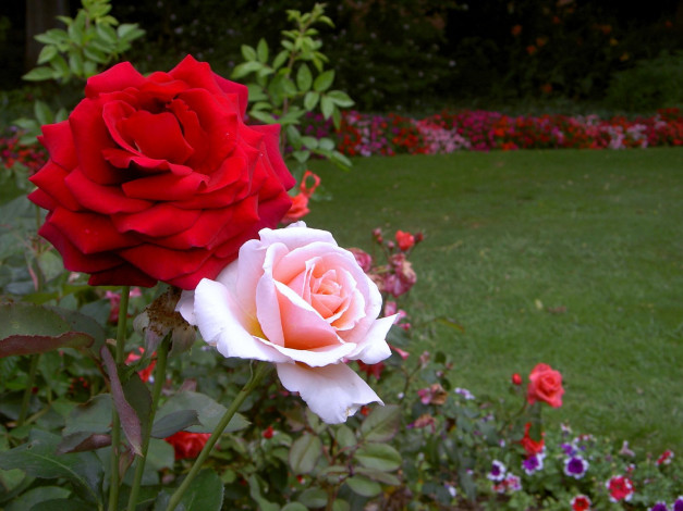 Обои картинки фото цветы, розы, пара, розовый, красный