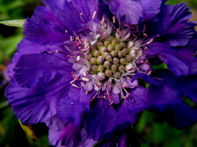 Обои картинки фото цветы, скабиоза, фиолетовый, макро