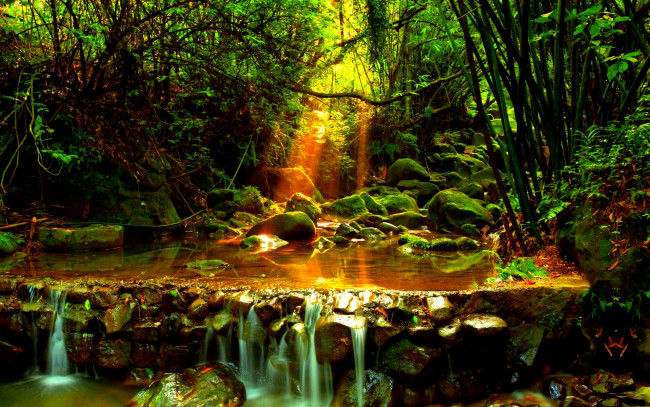 Обои картинки фото forest, creek, природа, реки, озера, лес, ручей, камни, деревья