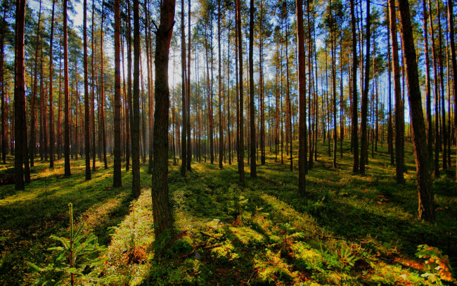 Обои картинки фото польша, jednorozec, природа, лес, трава, деревья