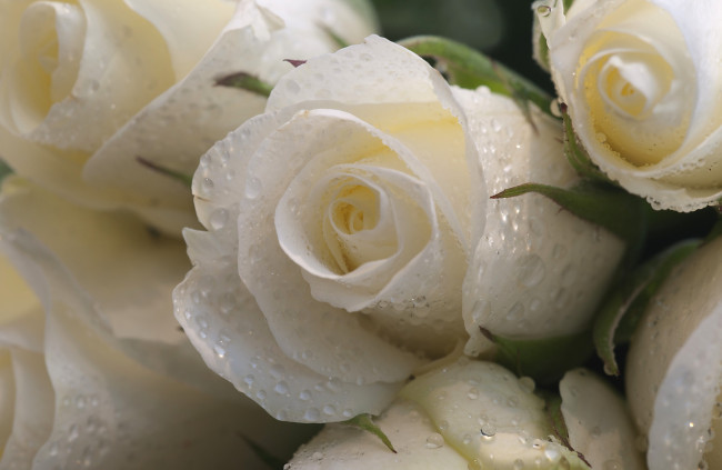 Обои картинки фото цветы, розы, белый, капли