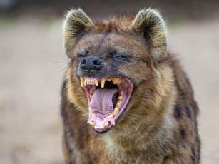 Картинка животные гиены гиеновые собаки пасть