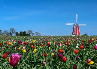 Картинка цветы тюльпаны поле мельница