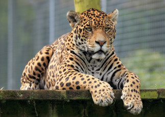 Картинка животные Ягуары ягуар кошка