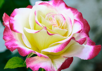 Картинка цветы розы бутон лепестки макро