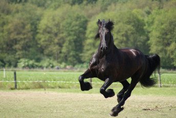 Картинка животные лошади галоп конь