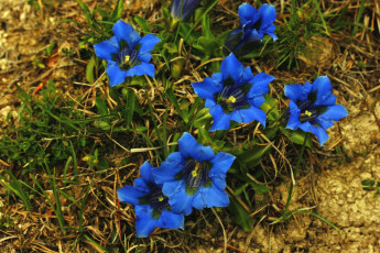 обоя цветы, горечавки, синий