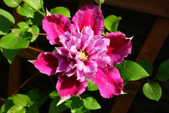 Картинка цветы клематис ломонос макро розовый