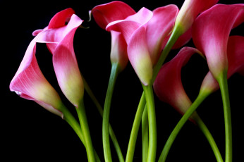 Картинка цветы каллы розовые стебли