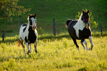 Картинка животные лошади кони луг