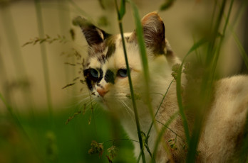 Картинка животные коты травинки