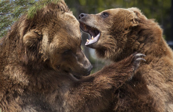 Картинка животные медведи разборки спарринг