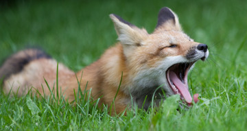 Картинка животные лисы зевок трава