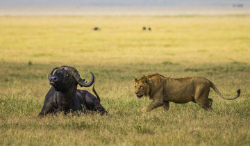 Картинка животные разные вместе буйвол лев