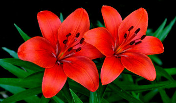 Картинка цветы лилии лилейники пара