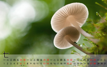 обоя календари, природа, грибы