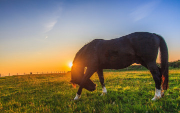Картинка животные лошади конь закат пастбище луг