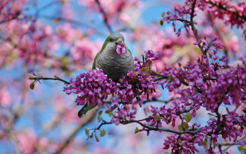 Картинка животные попугаи ветка цветы птица