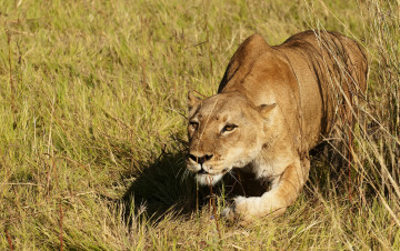 Картинка животные львы трава охота львица