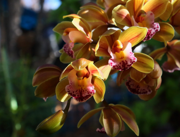 Обои картинки фото цветы, орхидеи, экзотика, соцветие