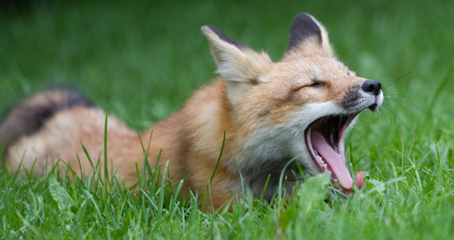 Обои картинки фото животные, лисы, зевок, трава