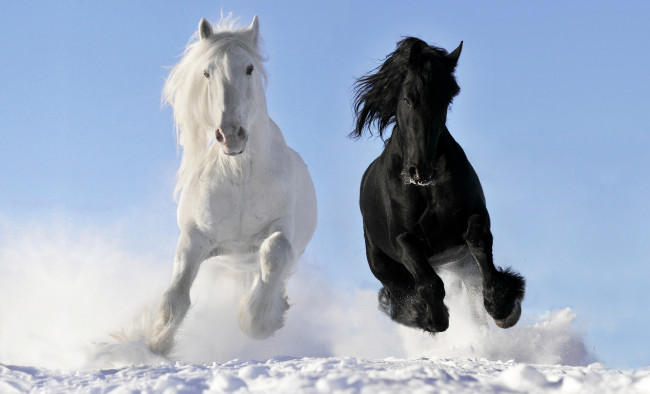 Обои картинки фото животные, лошади, белый, вороной, галоп, снег