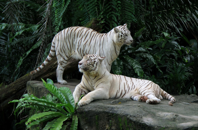 Обои картинки фото животные, тигры, белые, парочка, камень
