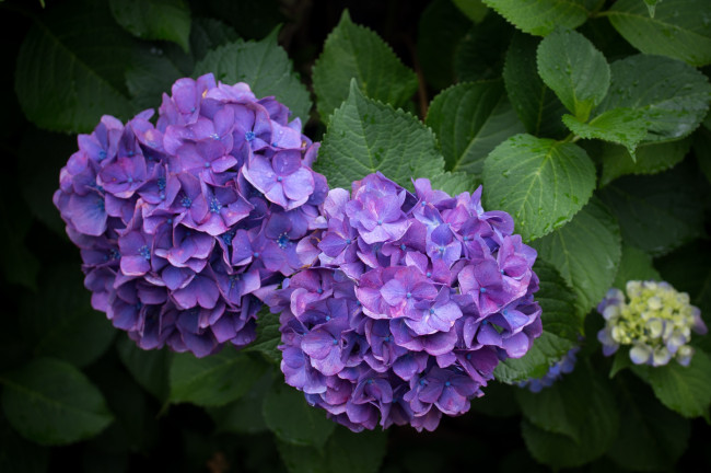 Обои картинки фото цветы, гортензия, фиолетовый
