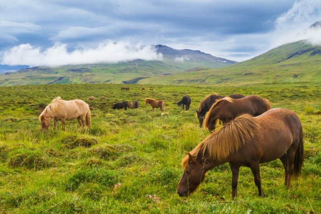 Обои картинки фото животные, лошади, луг, исландия, исландские, горы