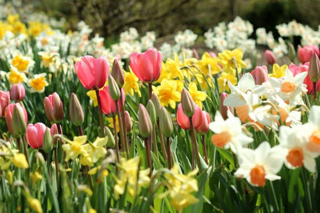 Обои картинки фото цветы, разные, вместе, тюльпаны, нарциссы, бутоны, весна