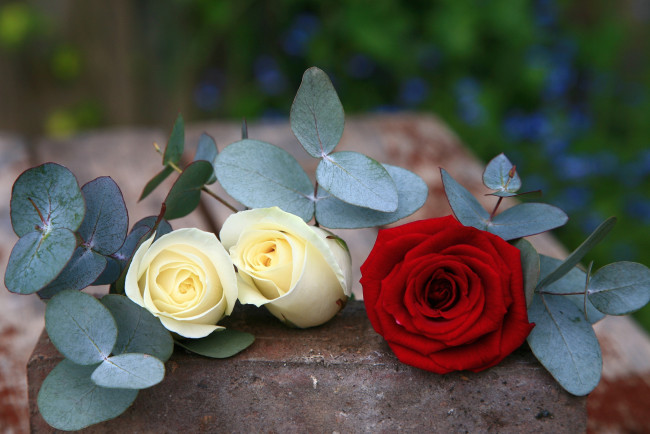 Обои картинки фото цветы, розы, бутоньерки