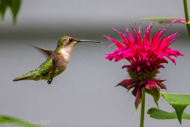 Обои картинки фото животные, колибри, цветок, кроха, полет
