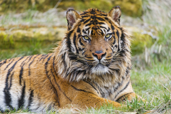 Обои картинки фото животные, тигры, суматранский, тигр