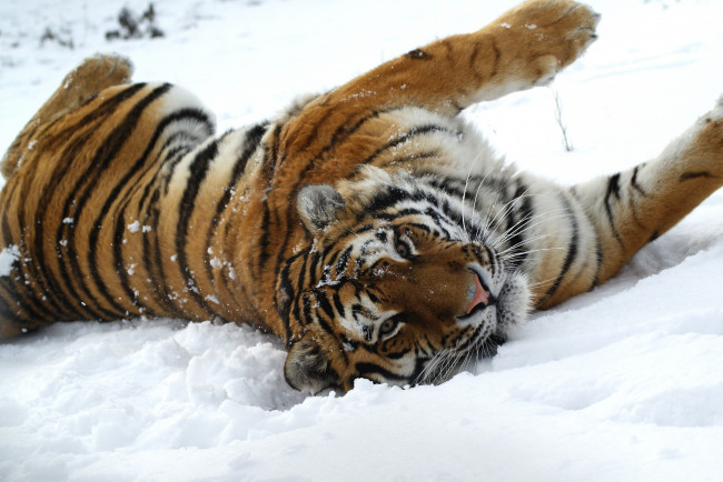 Обои картинки фото животные, тигры, тигр, кошка, снег