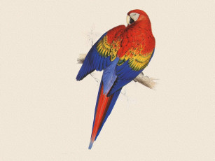 Картинка рисованное животные +птицы +попугаи попугай птица ара красный ветка