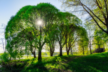 Картинка природа деревья кроны свет