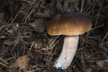 Картинка природа грибы белый