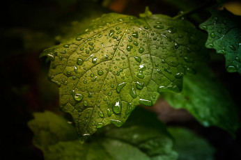 Картинка природа листья лист капли зелёный