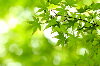 Картинка природа листья свет ветка клен зеленый