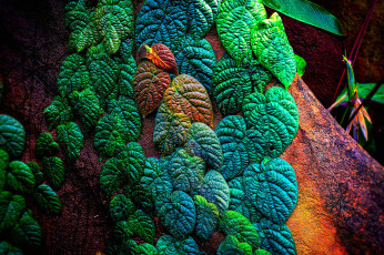 Картинка природа листья заросли лиана краски дерево