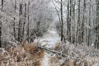 Картинка природа зима просека снег упавшее дерево иней