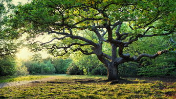 Картинка природа деревья опушка лес дуб
