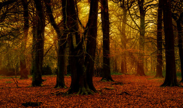 Картинка природа лес лучи деревья осень