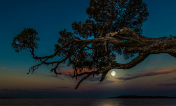 Картинка природа деревья море небо луна дерево ночь