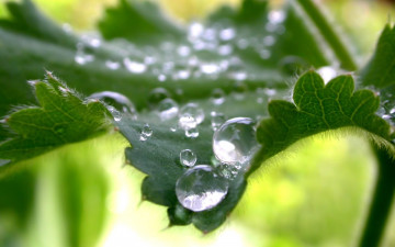 Картинка природа макро роса зелень капли лист