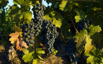 Картинка природа Ягоды +виноград листья черный ветки виноград